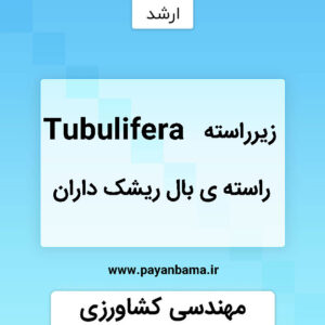 زیرراسته ی Tubulifera